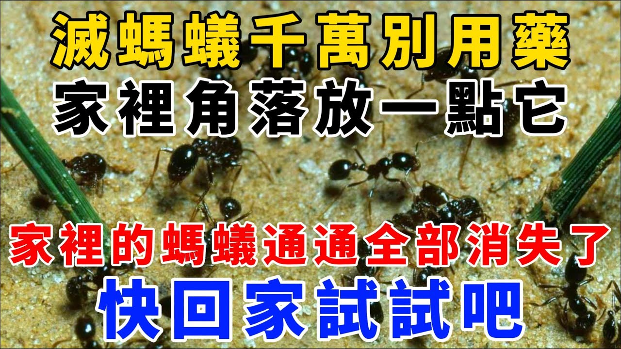 滅螞蟻千萬別用藥，家裡角落放一點它，家裡的螞蟻通通全部消失了，快回家試試吧！【魔法創作室】，1000 ways to be better at life
