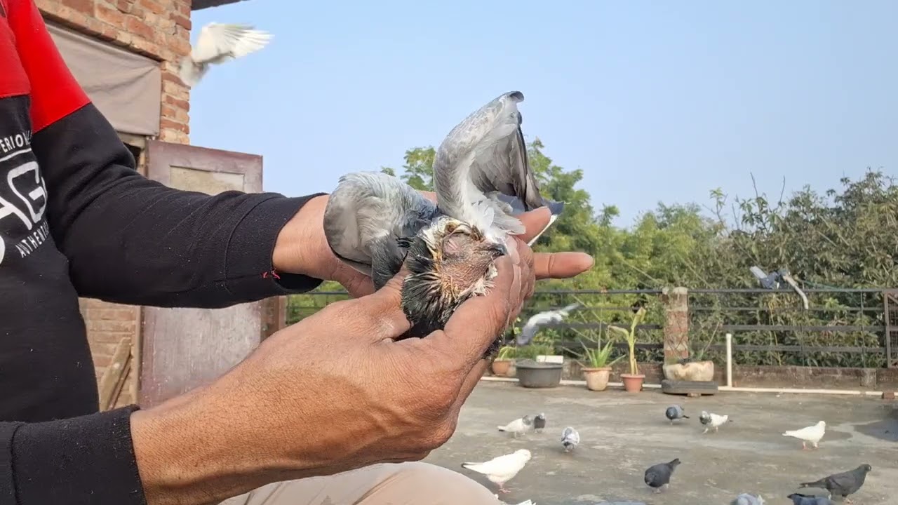 #k ♥️🕊🕊♥️🕊🕊♥️abutar #pigeon #pigeons #birds #kabootar #pigeonpose #pigeonlove #kabutarbazi #bird