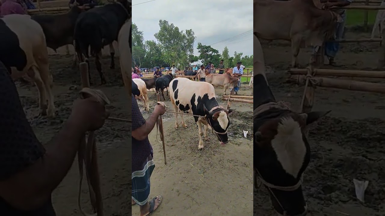 120000tk ar Cow #cow#cowheat #jamalpur #foryou #shortsviral #trending