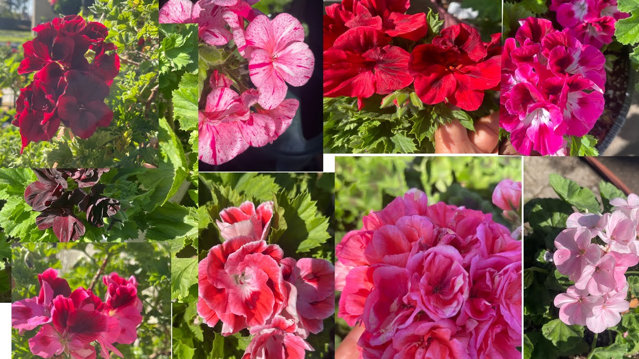 Algunos de mis Pelargoneos, y Geraneos, que se me están Abriendo🌺🤝