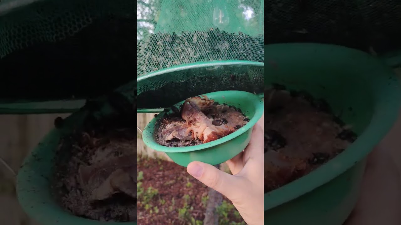 Great fly traps for your garden, backyard, or chicken coop! #raisingchickens #eggs #flytrap