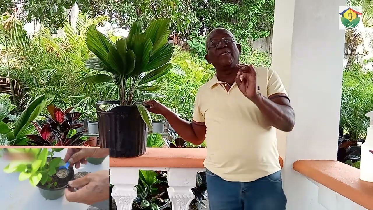 CUIDADO Y MANTENIMIENTO DE LA PALMA LICUALA O ABANICO