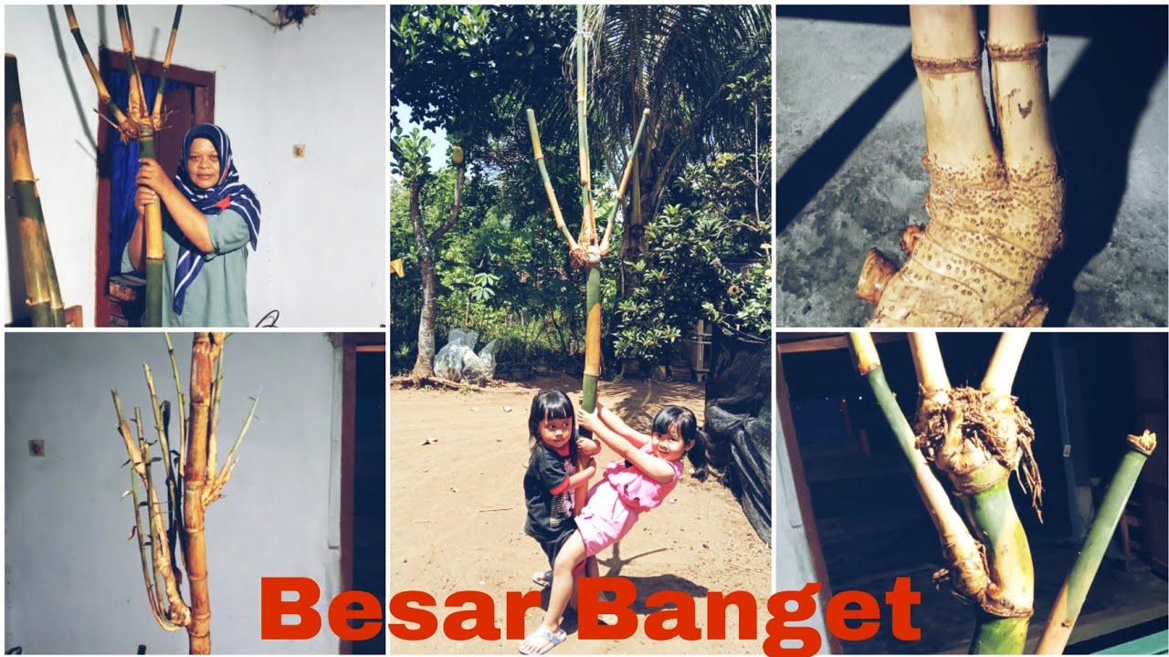 Bambu unik Songgobuono Dampit Dan Jalu Sulur