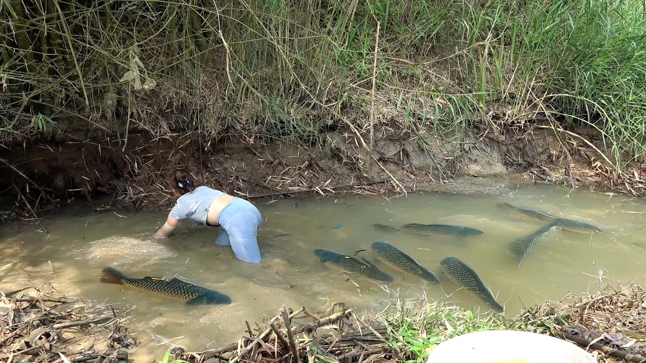 Dredge Fishing Nets: Ancient Fishing Techniques, Harvesting Giant Catfish | Nguyet Fishing