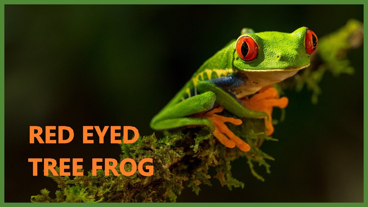 Red eyed tree frog sound - Agalychnis callidryas