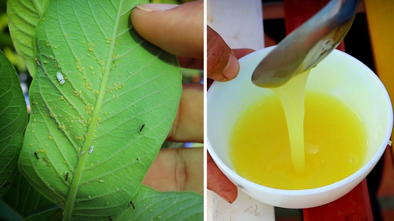 How to make organic Pesticide, Insecticide, Fungicide for all plants| Amazing all in one solution