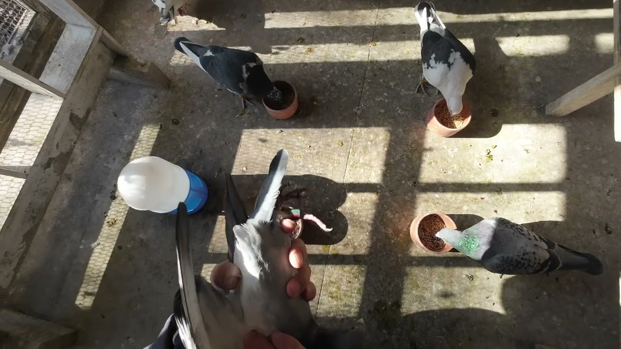 ３／5帰っています