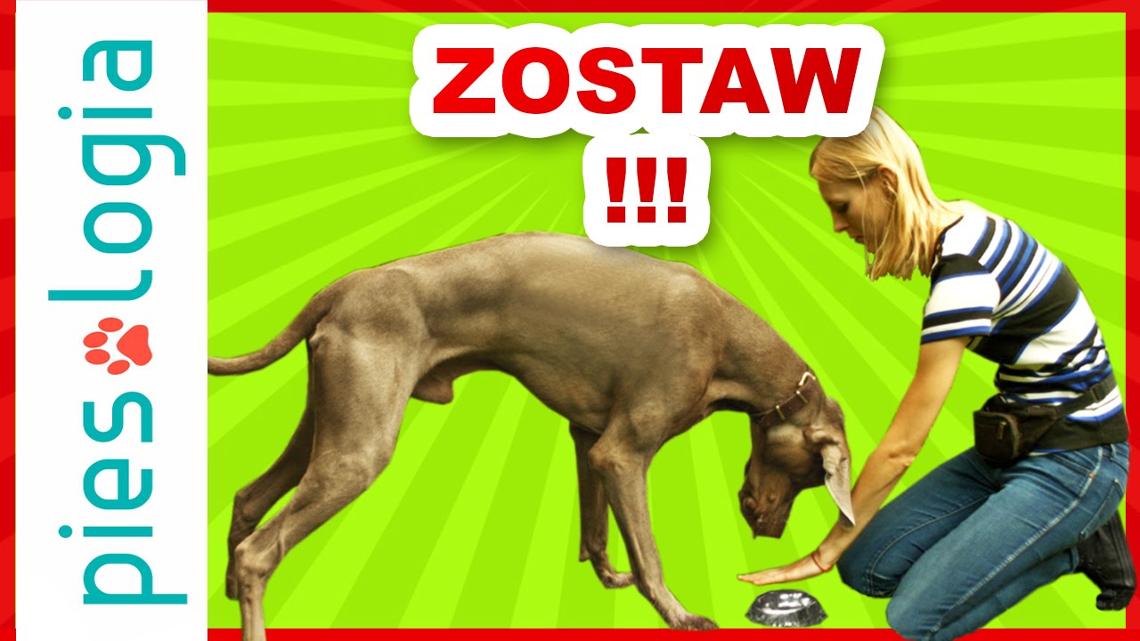 Jak nauczyć psa komendy 