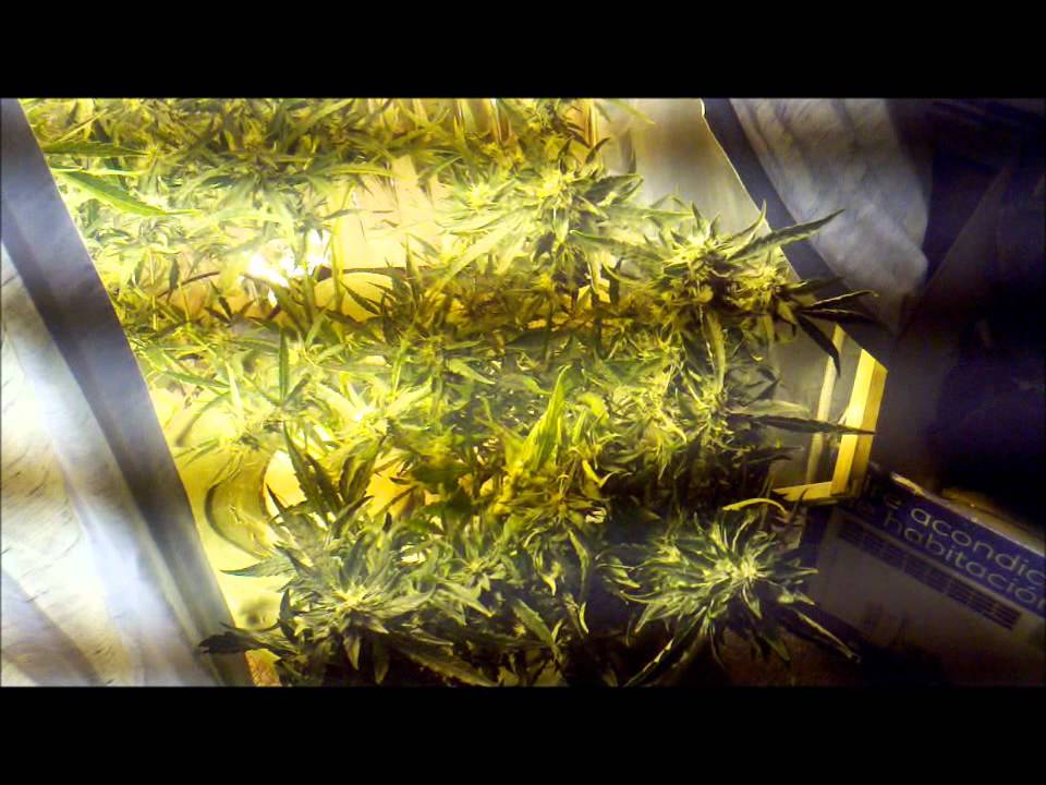 Pineapple Express autoflower G13 labs Harvest part 1