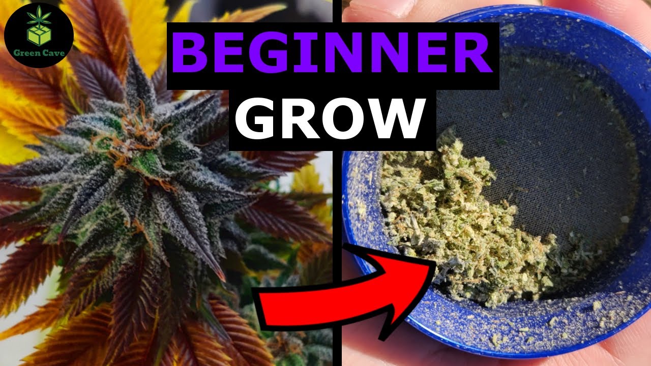 White Widow | Royal Queen Seeds | HARVEST REVIEW