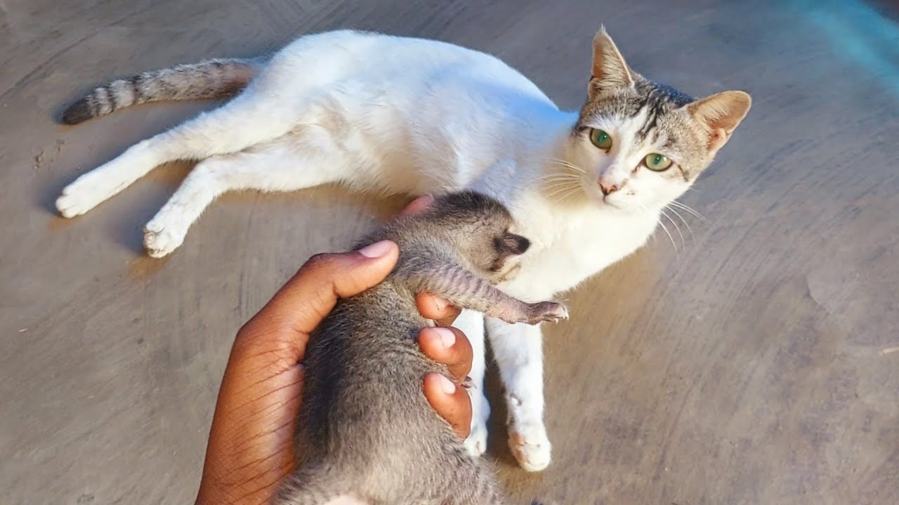 Big Brother Cat's Adorable Reaction to New Kittens || Funny Cat Videos 2025 #catvideos #animals #cat