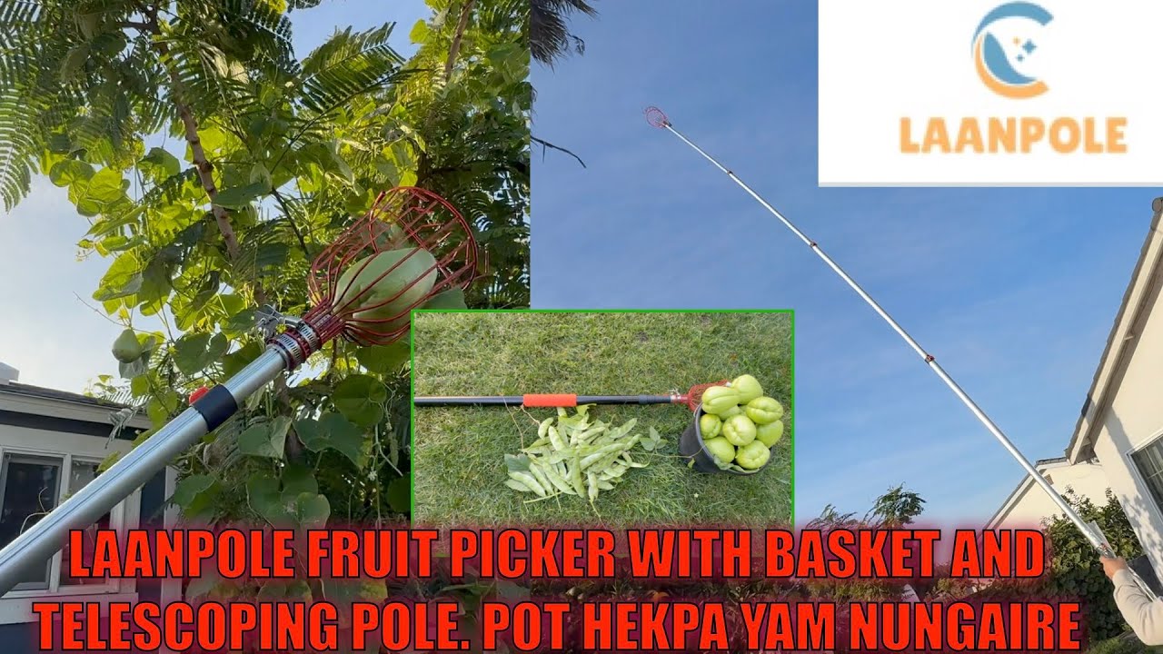 Potchei heira hekpa nungaire. Laanpole 26FT Reach Fruit Picker Pole with Basket Telescoping Pole.