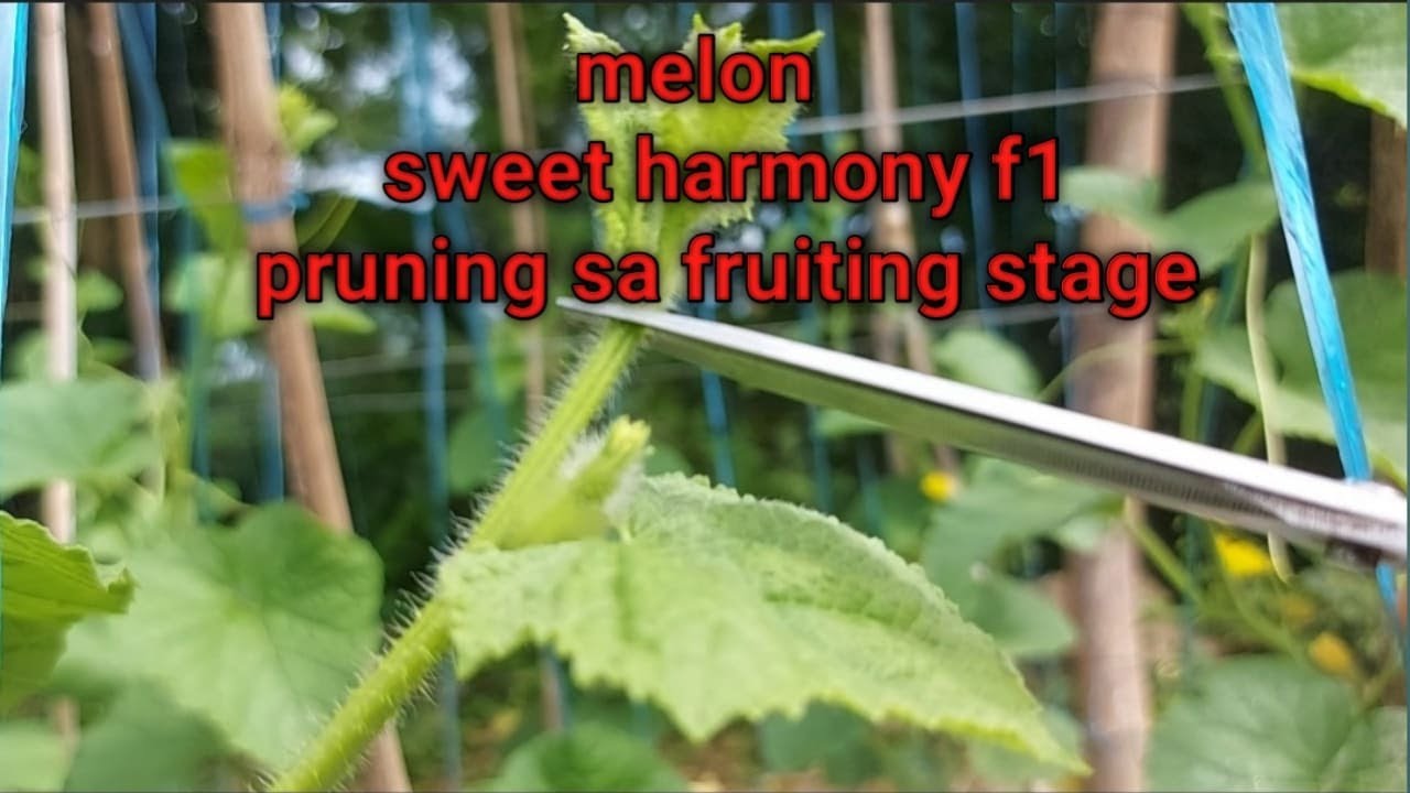 melon fruiting stage pruning