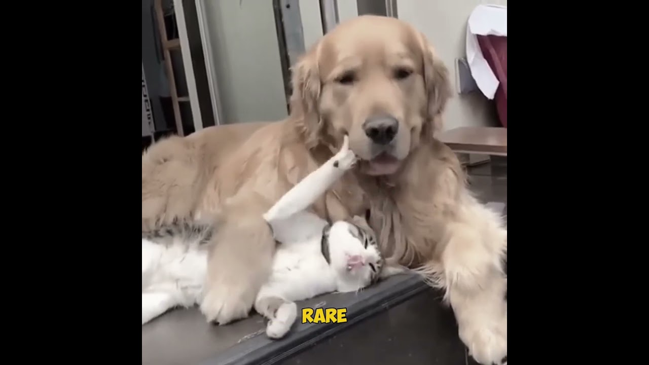 The Shocking Cat Law You Won&rsquo;t Believe #catfacts #cat #whiskerwisdom #pets