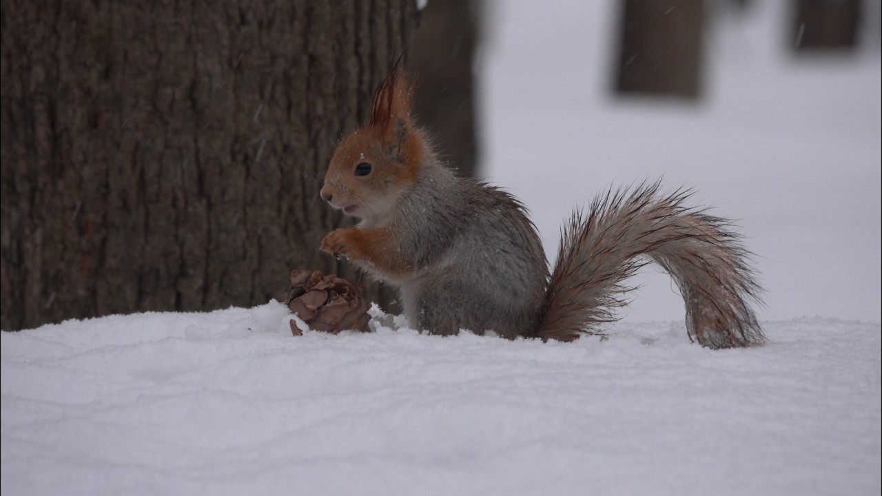 Немного о маленькой рыжей белке / A little bit about the little red squirrel