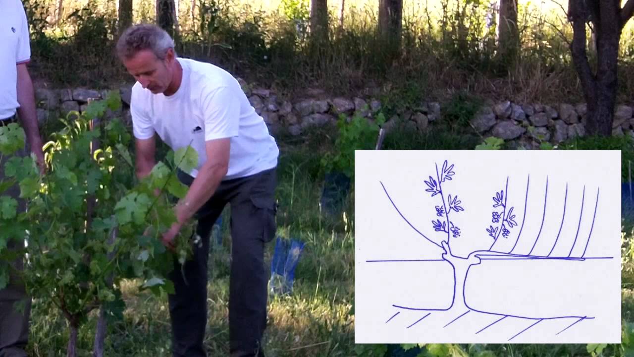 Taille de la vigne en Guyot
