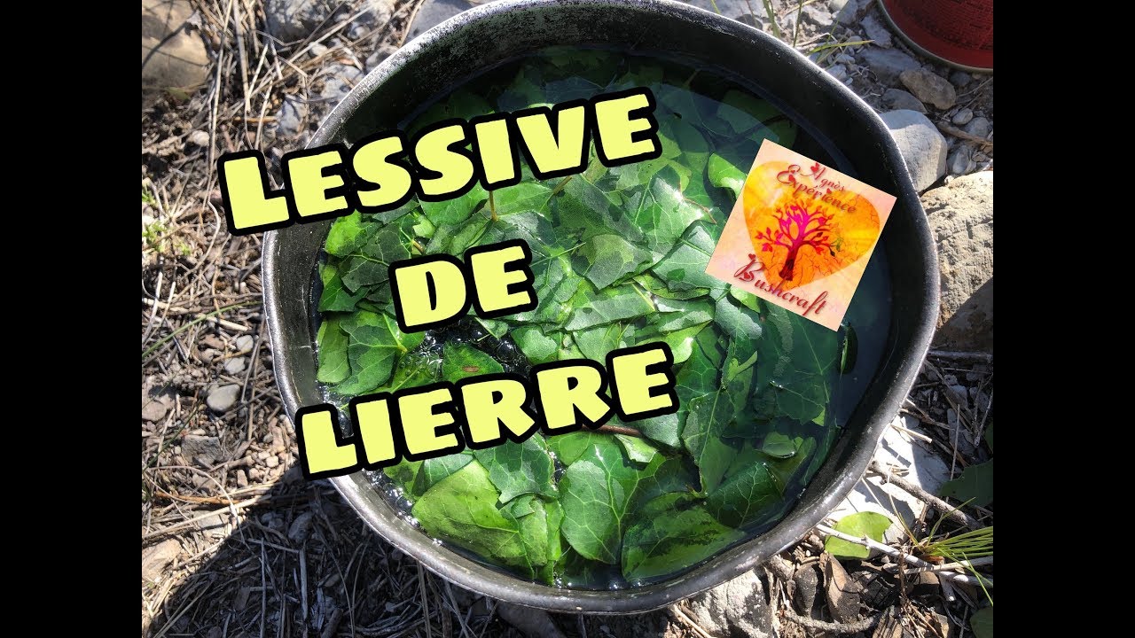 💡Comment fabriquer de la LESSIVE DE LIERRE 🍃 en pleine nature