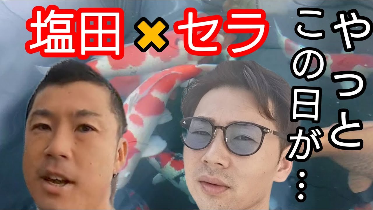 塩田×セラ【やっとこの日が…】感動した。　#錦鯉 　#アクアリウム　# 塩田養鯉場