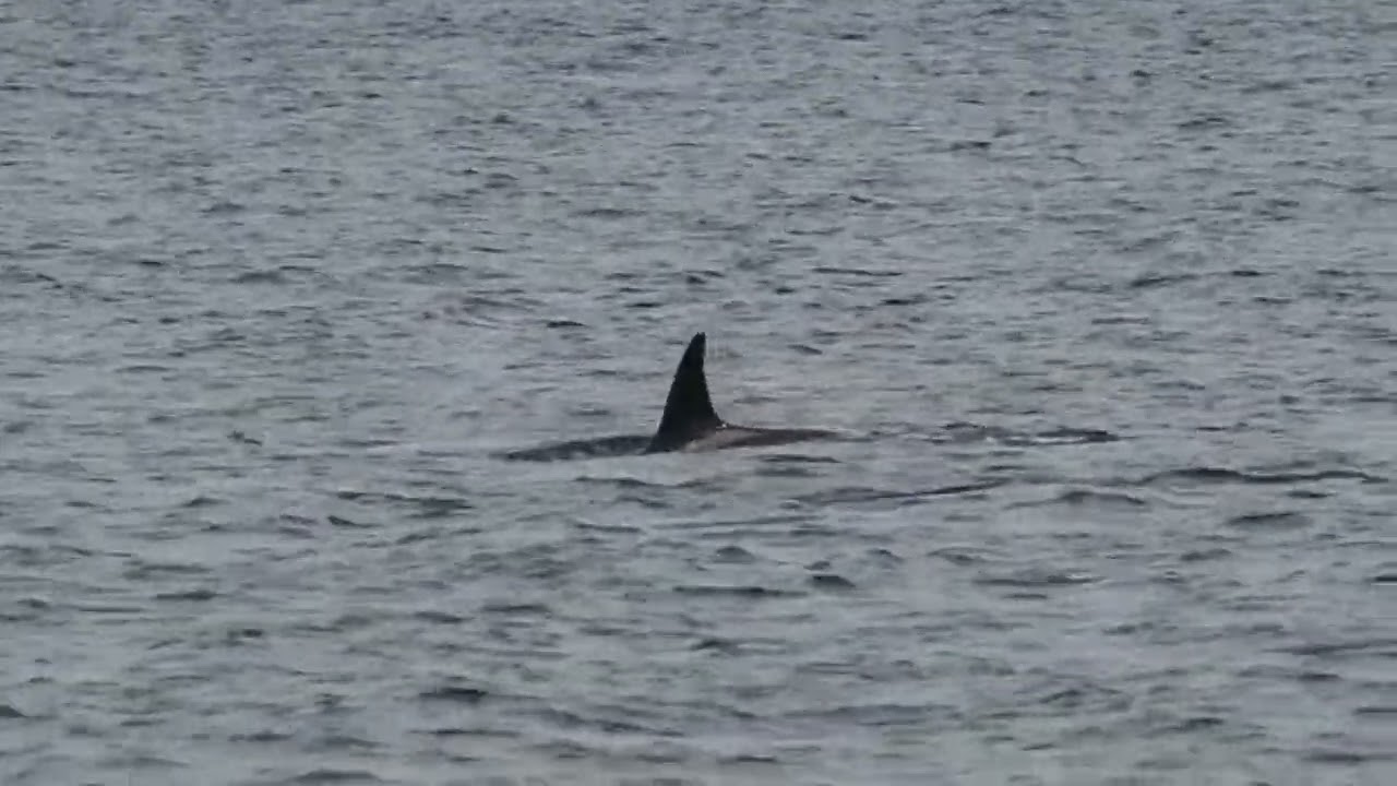 T46B transient orca pod near Port Townsend