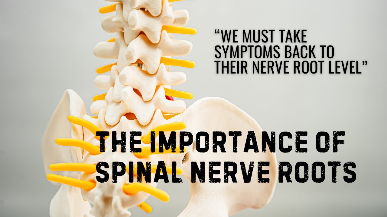 Importance of the Spinal Nerve Roots