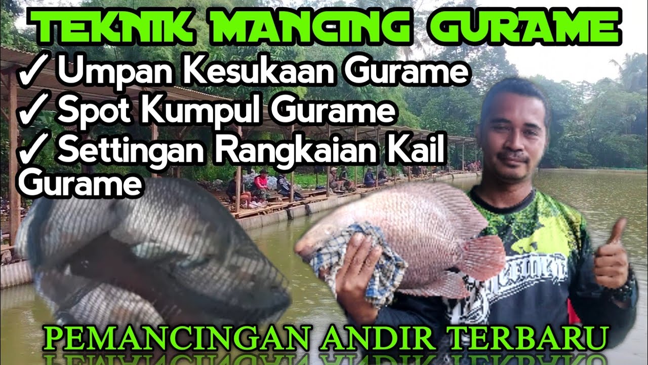 TEKNIK MANCING GURAME DI KOLAM ‼️CARA DAN TRIK  MANCING GURAME DI KOLAM || PEMANCINGAN ANDIR TERBARU