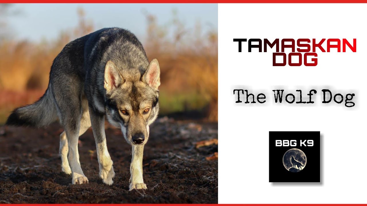 Tamaskan Dog | The Finnish wolf dog | Dog breed [facts] | BBG K9