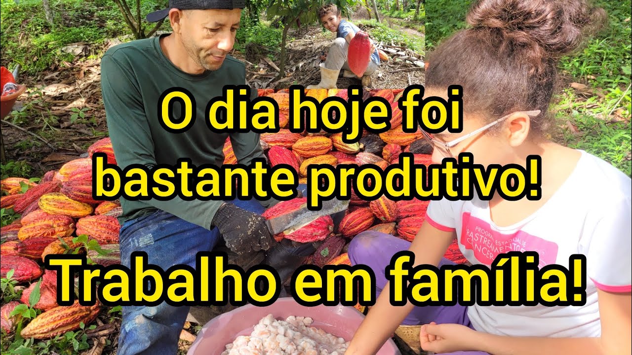 colhendo cacau na área CCN-51 e CCN-10+colhendo cupuaçu.#roça #agricultura famíliar.