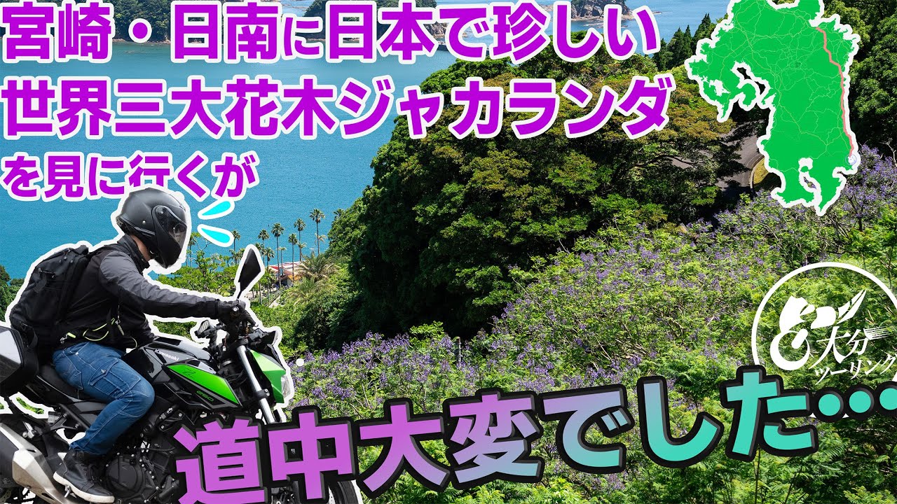 日南まで５時間かけて世界三大花木ジャカランダを見に行くが…最後踏んだり蹴ったり【九州・大分ツーリング】