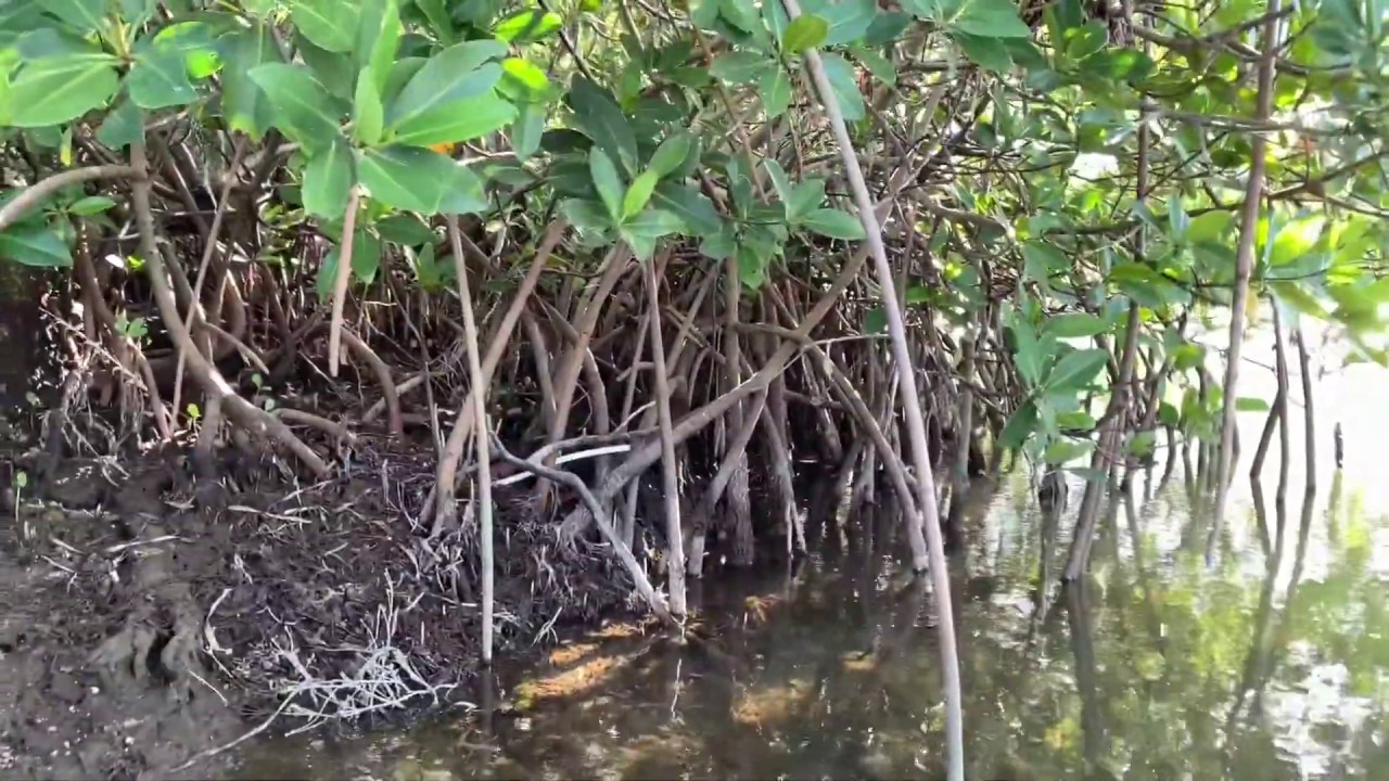 Red Mangroves