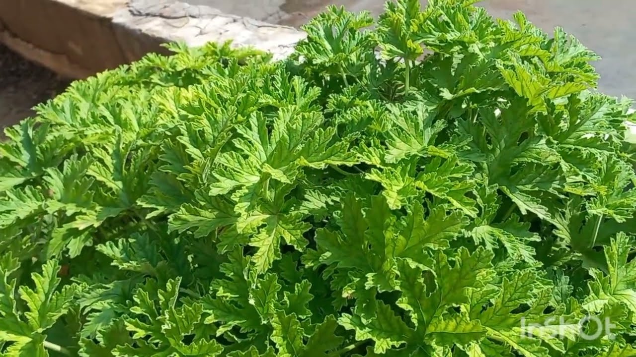 عشبة العطيرشة لشرب شاي .