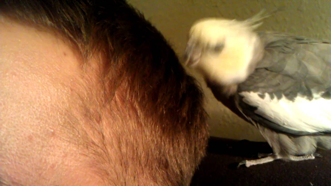 Cockatiel preening Human! Kris & Cooper 2