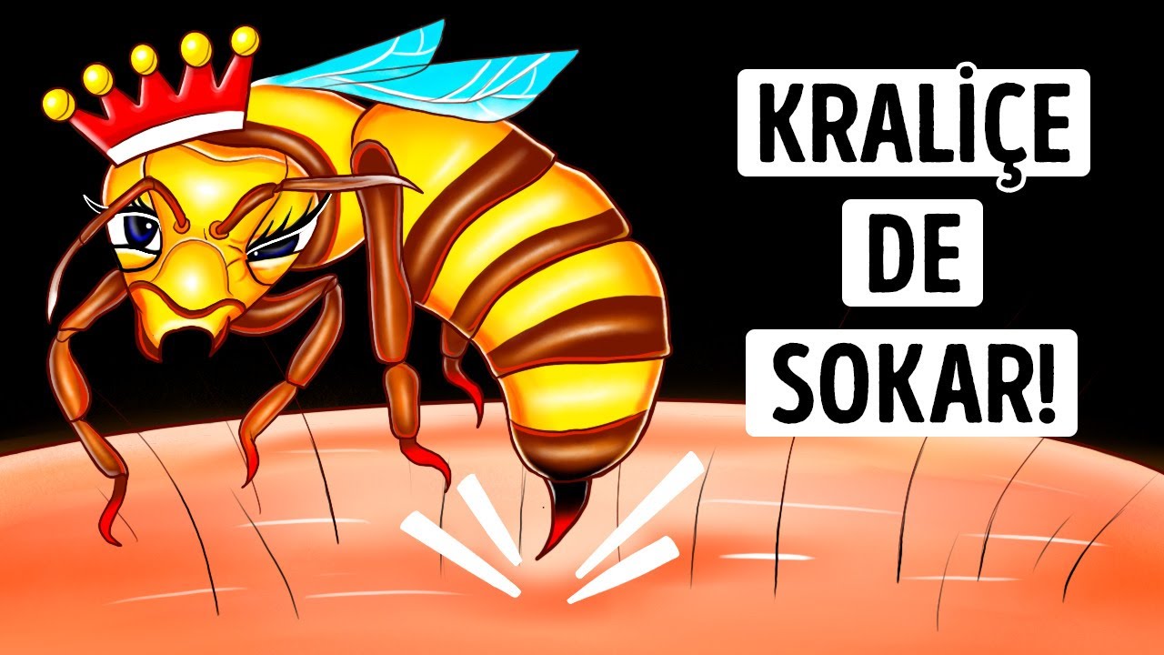 Kraliçe Arının Sokması Daha mı Tehlikelidir?