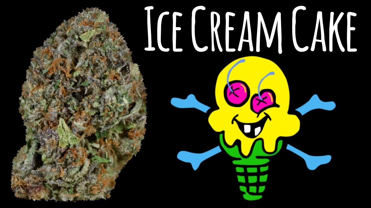 Ice Cream Cake OFFICIAL Strain Review 🍦🍦🍦