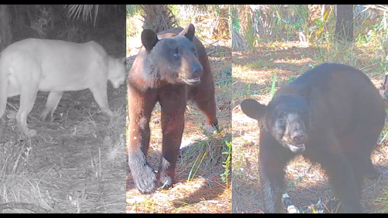 A parade of bears and a panther after I set the trail camera