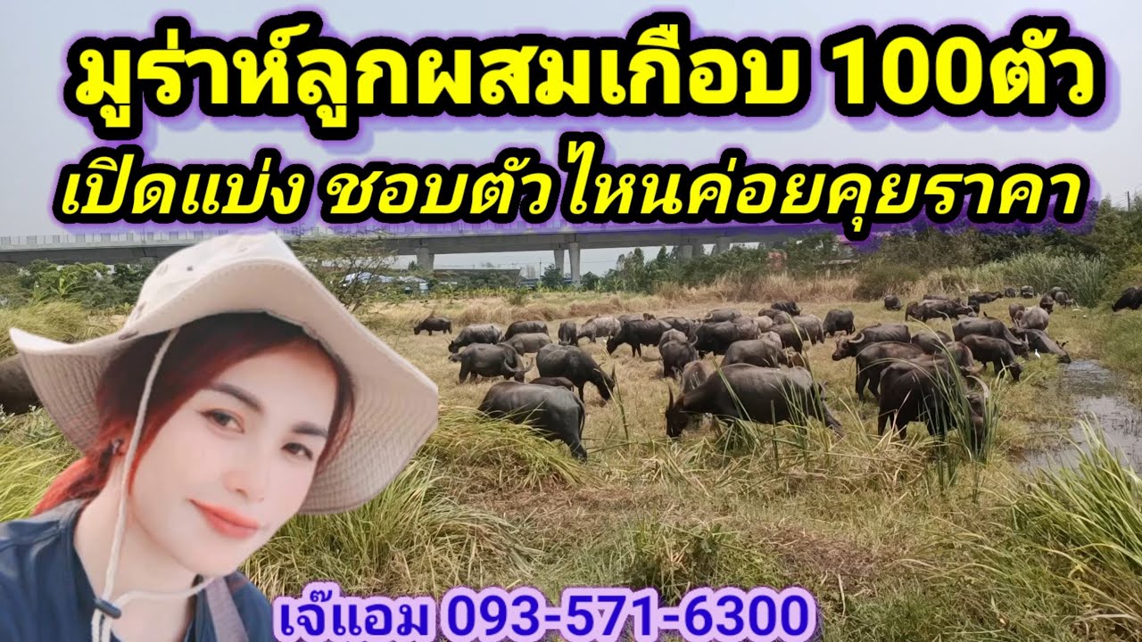 ฝูงควายมูร่าห์เกือบ 100 ตัว ชอบตัวไหนชี้ตัวเอาเลย เจ๊แอม0935716300 #ควาย#ควายไทย #ควายงามสายพัฒนา