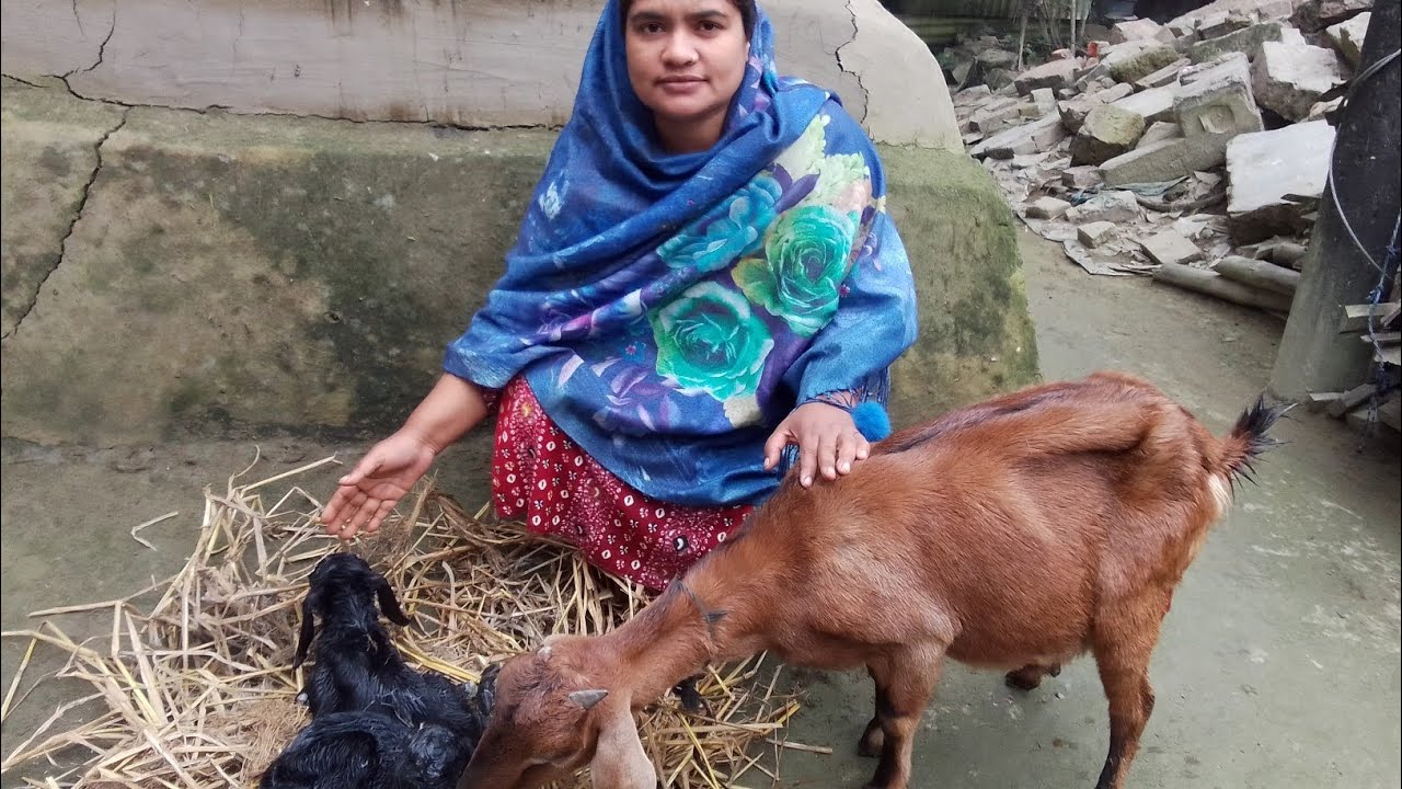 ছাগলের নতুন পরিবার। 