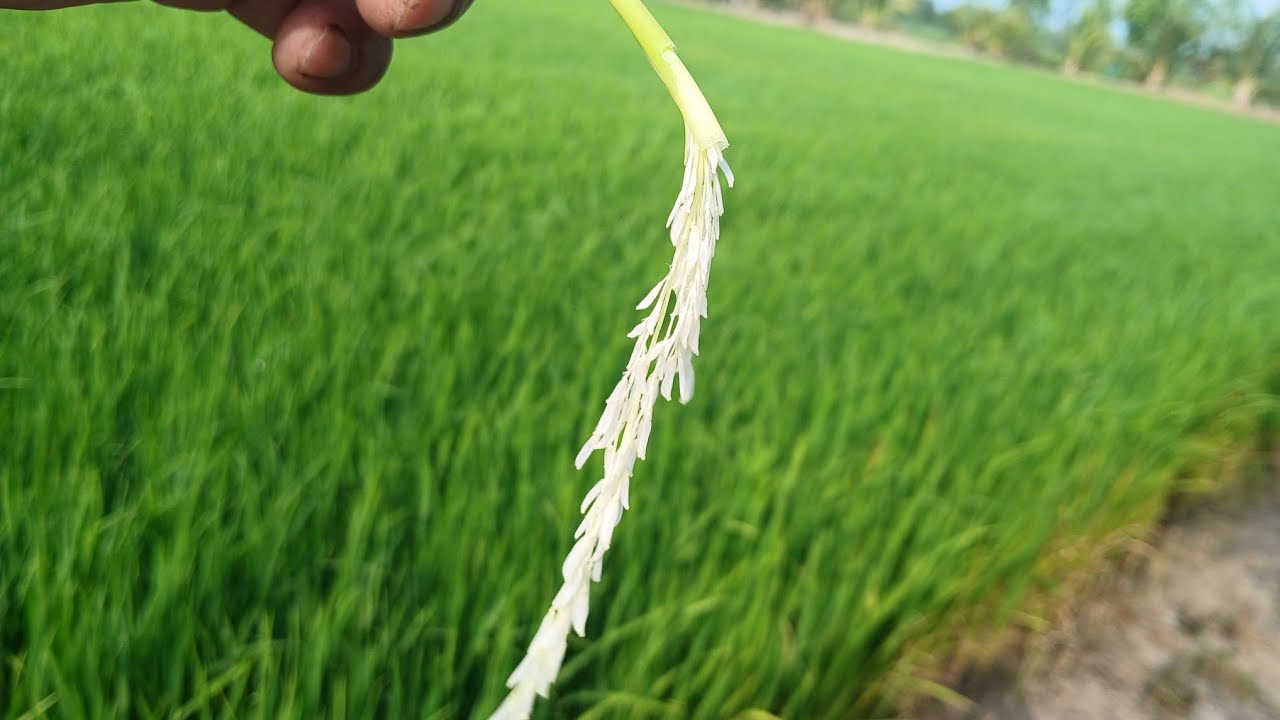 Lúa đài thơm 8 - 49 ngày tuổi đòng to dài khỏe