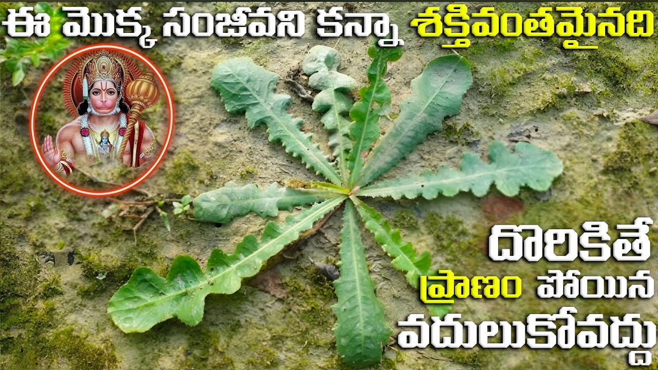 ఈ మొక్క సంజీవని కన్నా శక్తివంతమైనది దొరికితే ప్రాణం పోయిన వదులుకోవద్దు | Be A Thinker