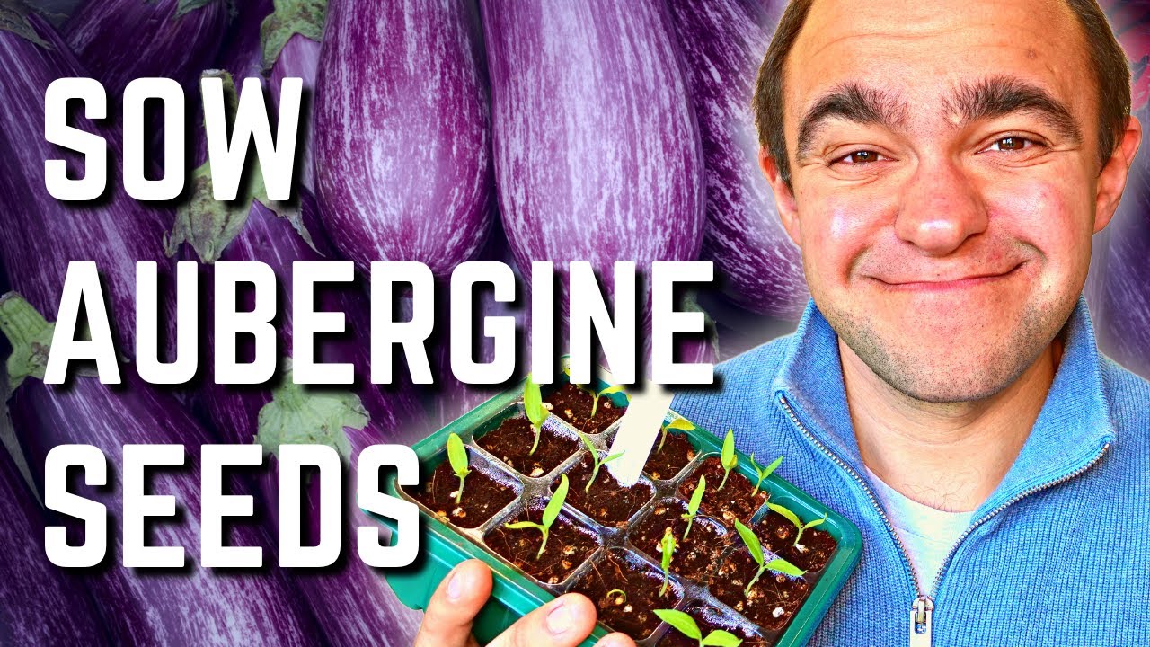 How To Sow Aubergine/Eggplant Seeds In Minutes