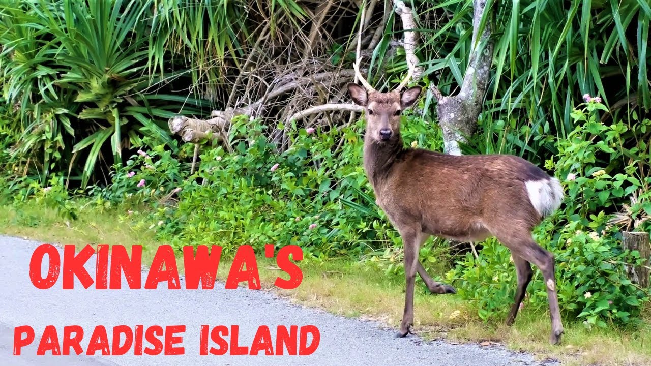 OKINAWA'S PARADISE ISLAND, AKAJIMA ISLAND IN THE KERAMA'S