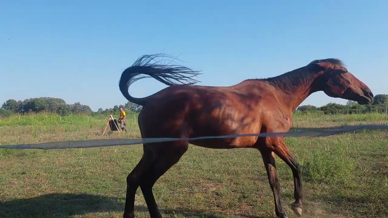 Horseback archery - preliminari session 2 (e aggiungiamo anche un cavallo...)