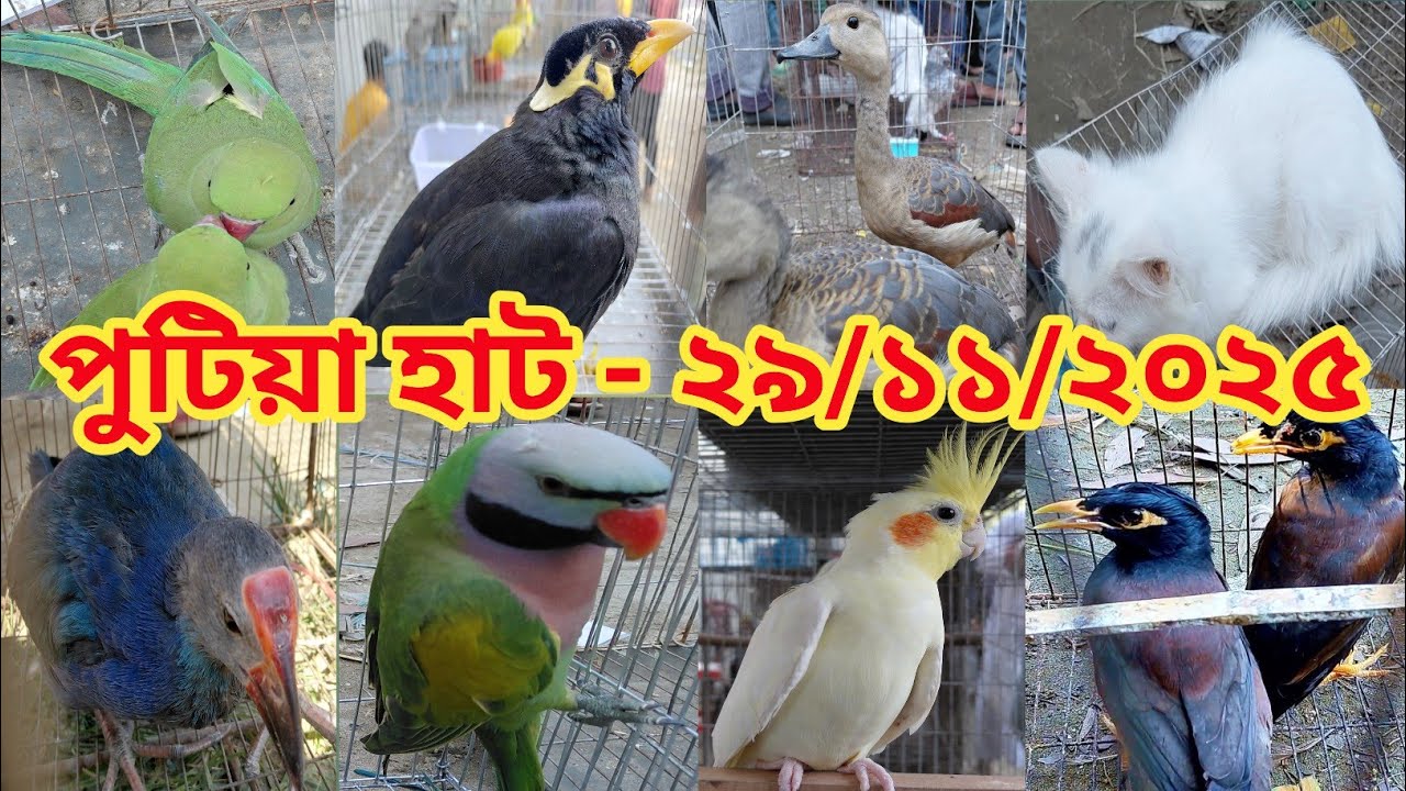 নরসিংদী শতবর্ষ পুরনো পুটিয়া হাট || Putia pakhir hat || ঐতিহ্যবাহী পটিয়া পাখির হাট 