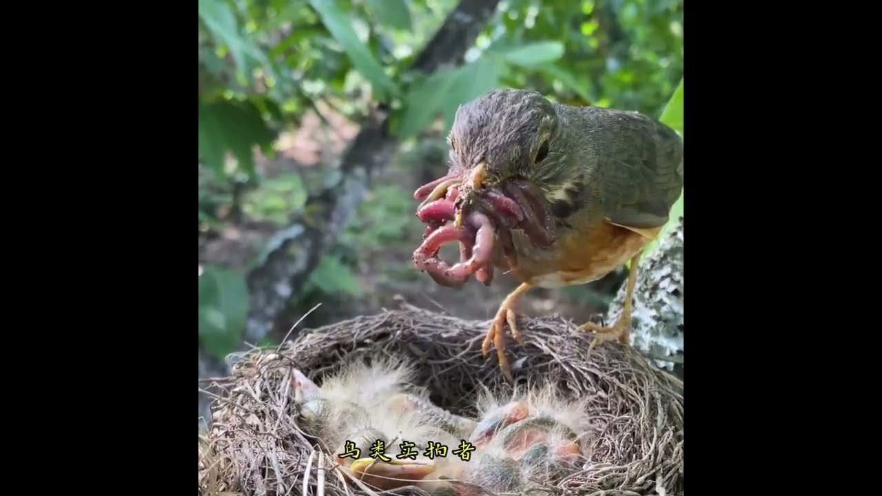 Bird Feeding Their Young Babies - Mother feeding Babies