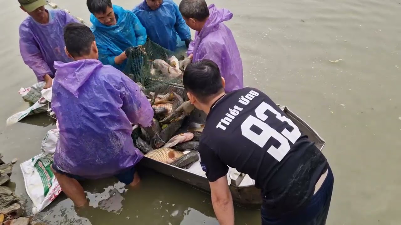 Kéo nưới Cá ăn Tết 