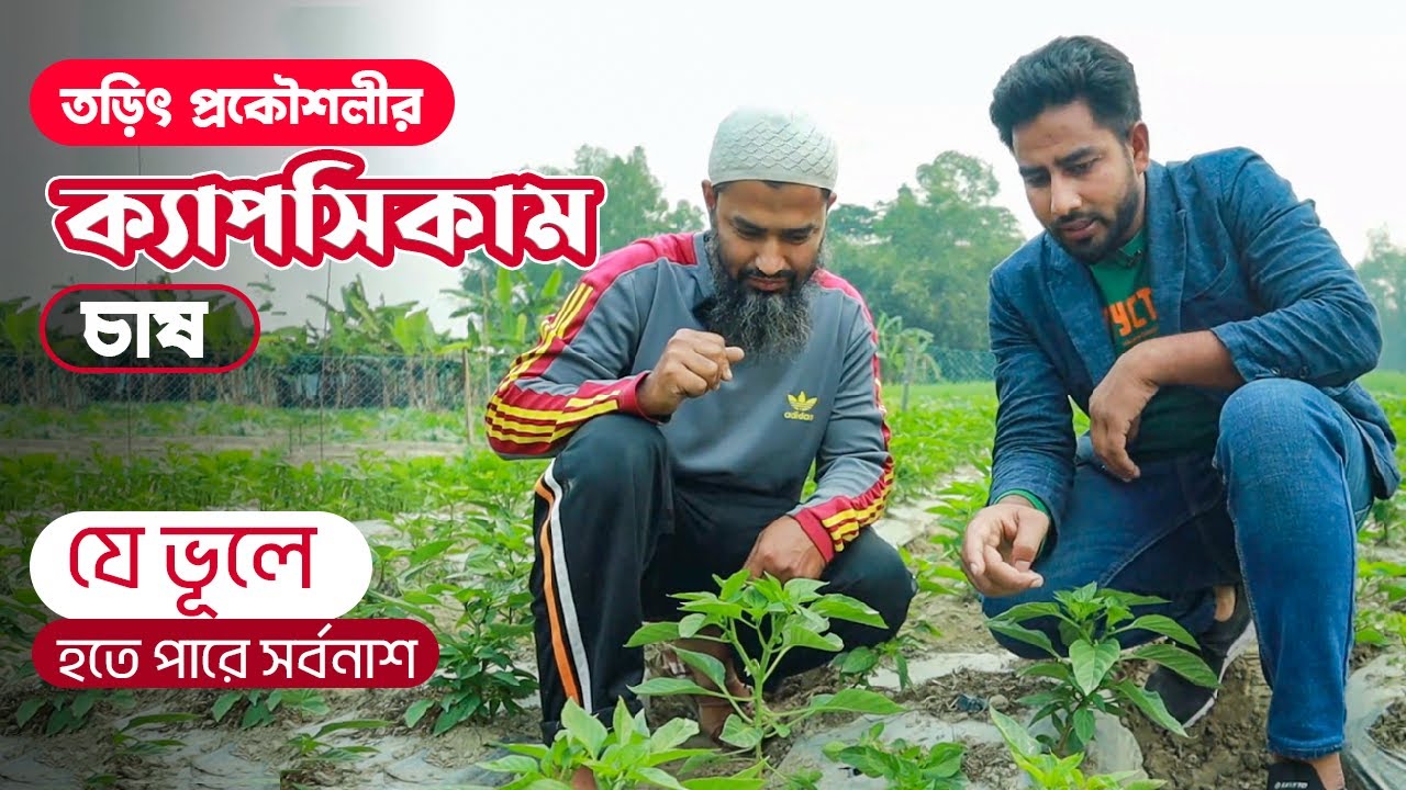 যে ভূলে ক্যাপসিকাম চাষে হতে পারে সর্বনাশ ! নতুন উদ্যোক্তার জমি বিশ্লেষণ । এগ্রো-১