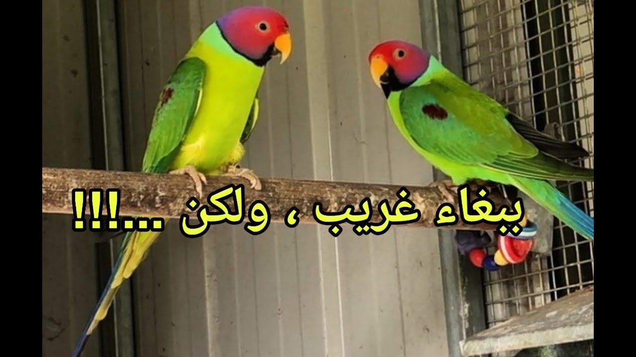 ببغاء البلام هيد | تربيته و طريقه تفريخه