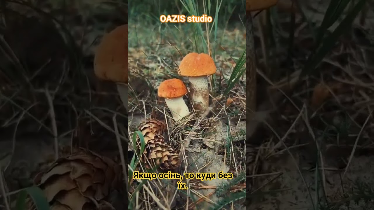 Осінь, гриби, природа. Україна Туристична. 