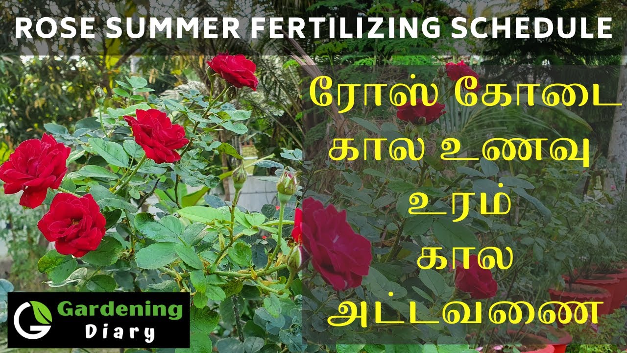 ரோஸ் வெயில் கால உணவு / உரம், பூச்சிக்கொல்லி அட்டவணை - Rose summer feed schedule & fertilizing tips.