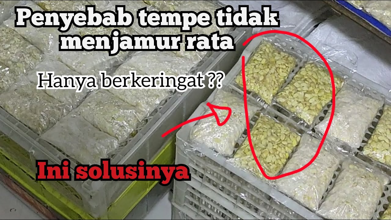 PENYEBAB TEMPE TIDAK MENJAMUR RATA,MASIH BERKERINGAT SAJA