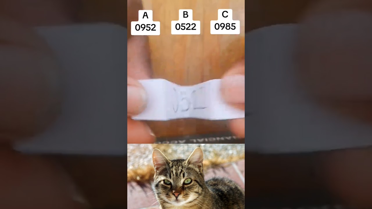guess the number challenge #usashorts #americanguessgames #usatoday #cat #othercountries #usa